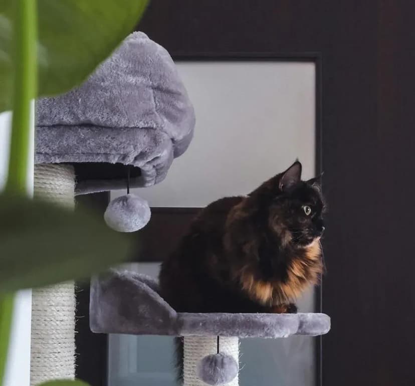Pet care imagery featuring Frisco Cat Tree & Condo